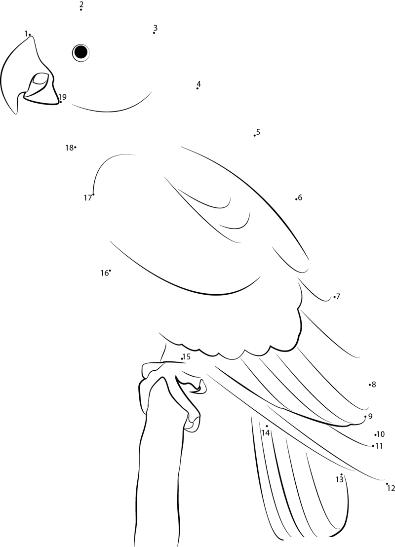 The Green Beauty Parrot printable dot to dot worksheet