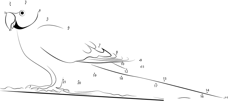 Whiteeyed Parakeet printable dot to dot worksheet