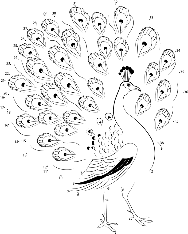 Beautiful Peacock printable dot to dot worksheet