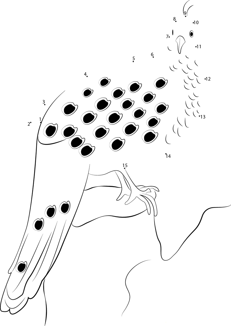 Grey Peacock printable dot to dot worksheet