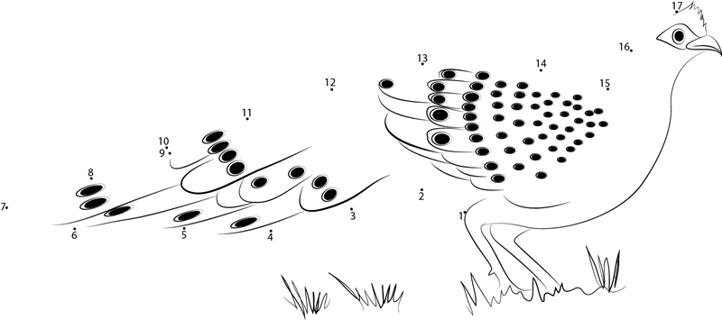 Grey Peacock Male printable dot to dot worksheet