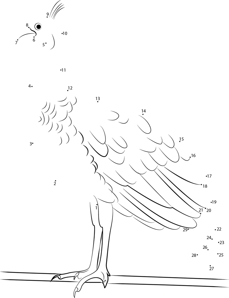 Male Peacock printable dot to dot worksheet