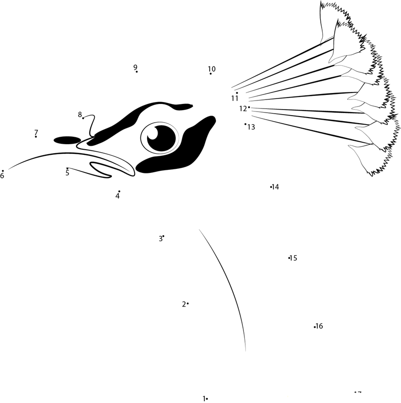 Peacock Head printable dot to dot worksheet