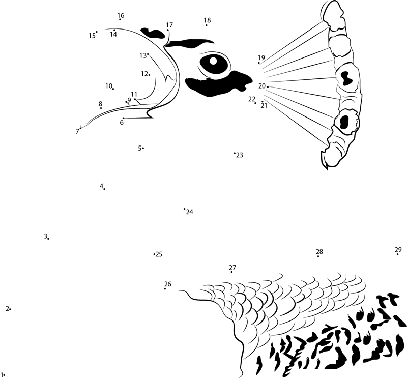 Peacock Open Mouth printable dot to dot worksheet