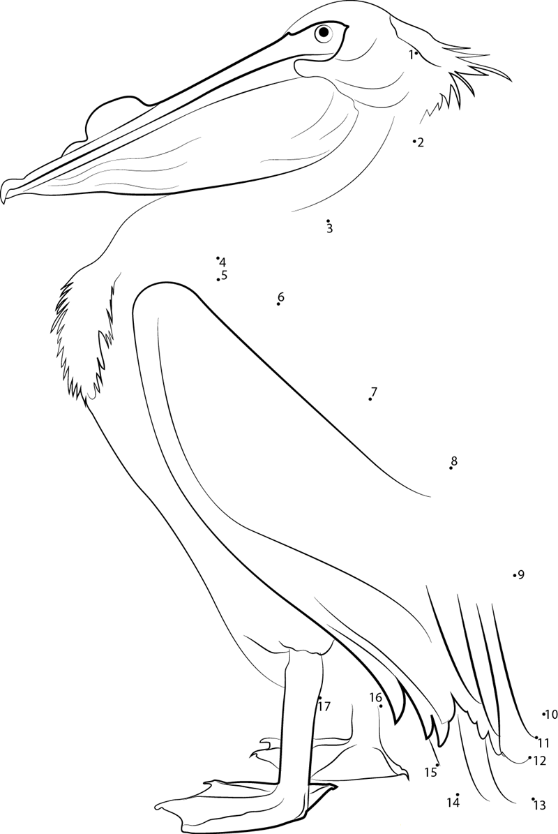 American White Pelican printable dot to dot worksheet