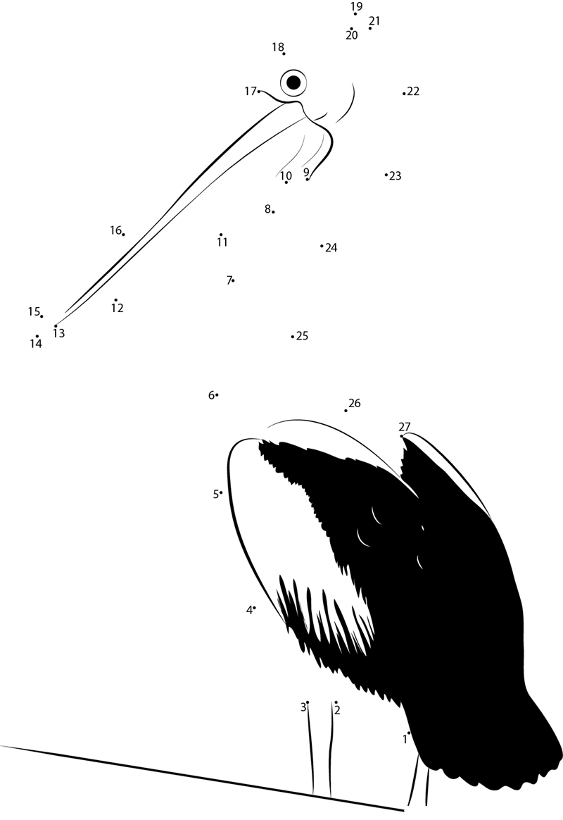 Australian Pelican printable dot to dot worksheet