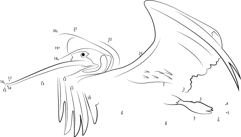 Brown Pelican Flight Close Up printable dot to dot worksheet