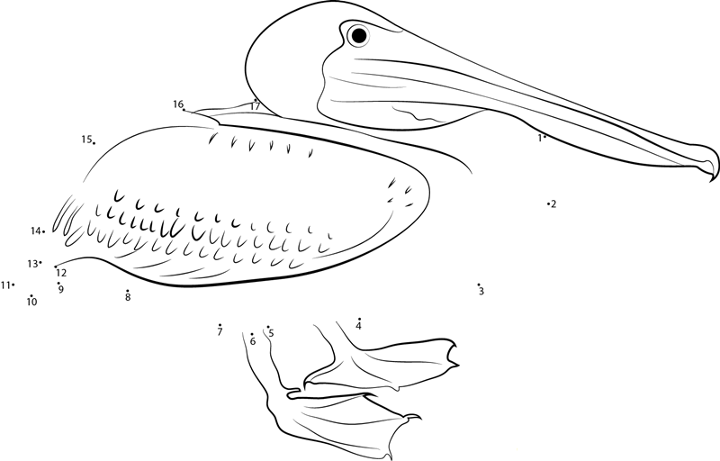 Eastern Brown Pelican printable dot to dot worksheet