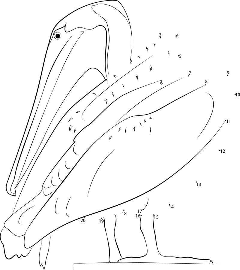 Great White Pelican printable dot to dot worksheet