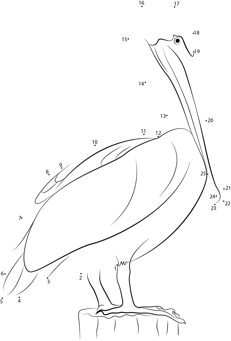 Non Breed Adult Pelican dot to dot worksheets