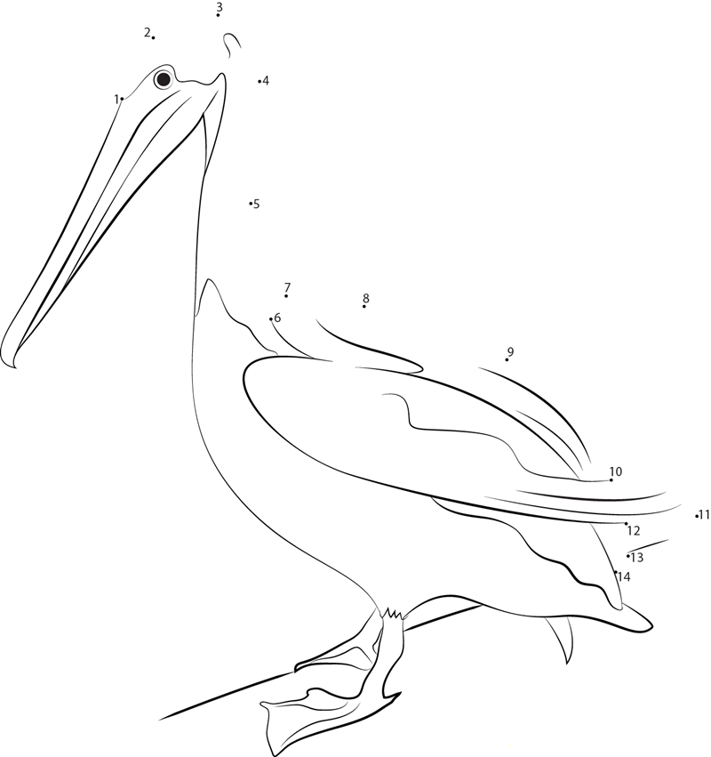 Pelecanus Occidentalis dot to dot worksheets