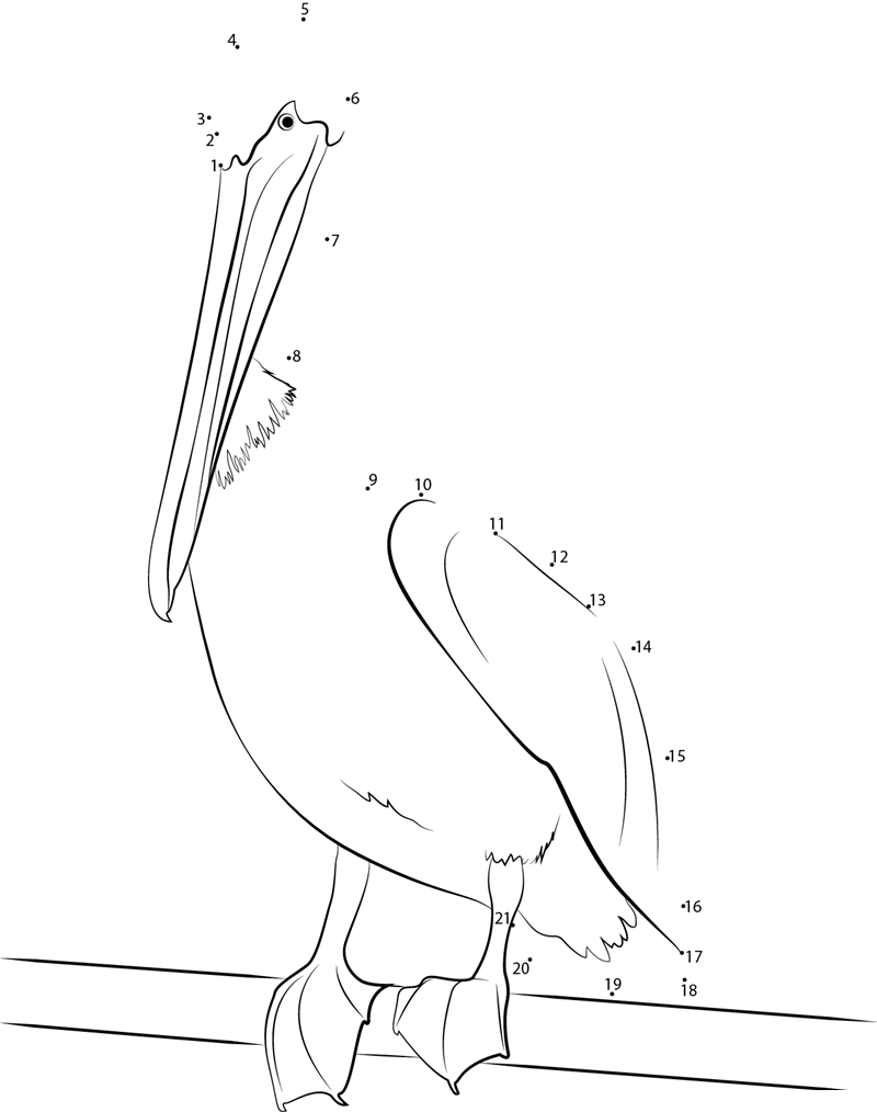 Pelican Webbed Feet printable dot to dot worksheet