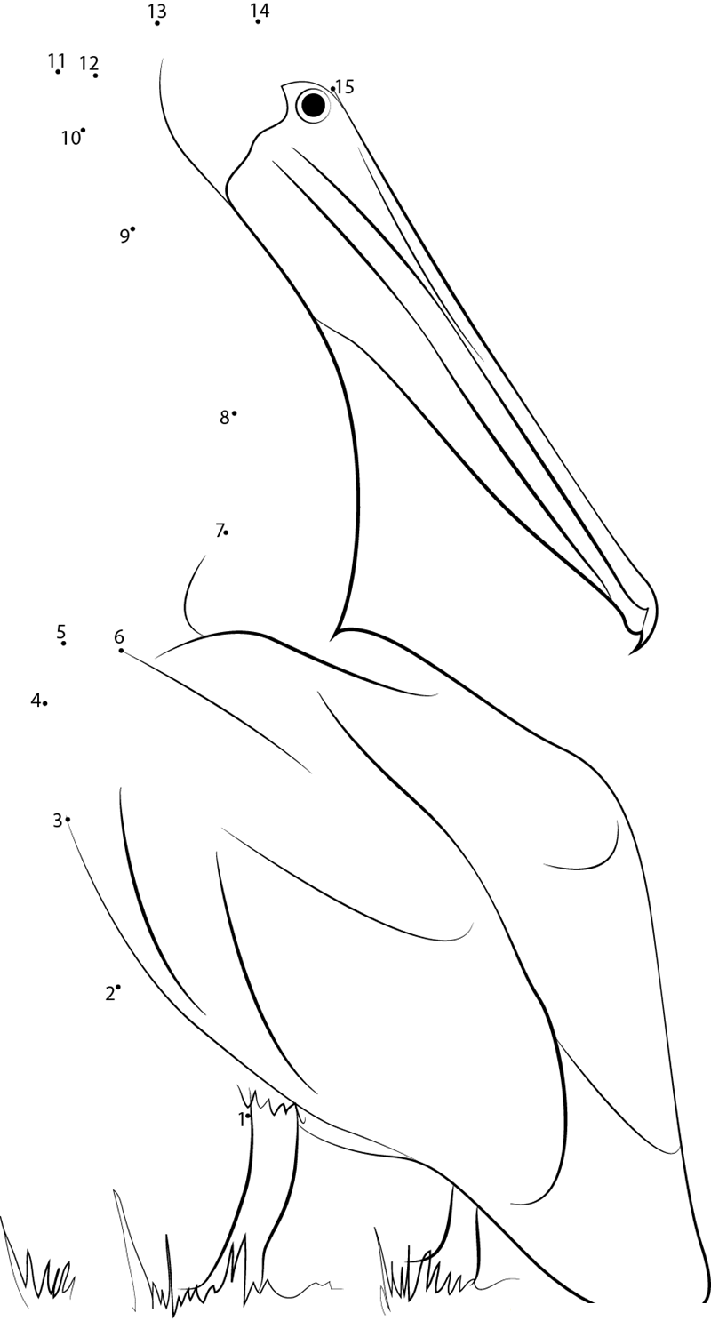 Peruvian Pelican printable dot to dot worksheet