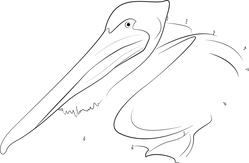 Spotbilled Pelican printable dot to dot worksheet