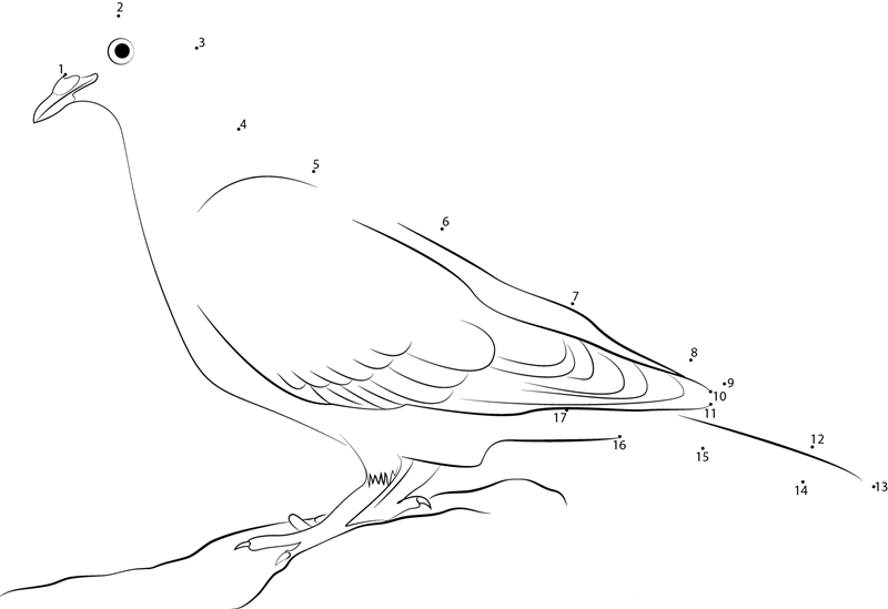 A Curious Wood Pigeon dot to dot worksheets