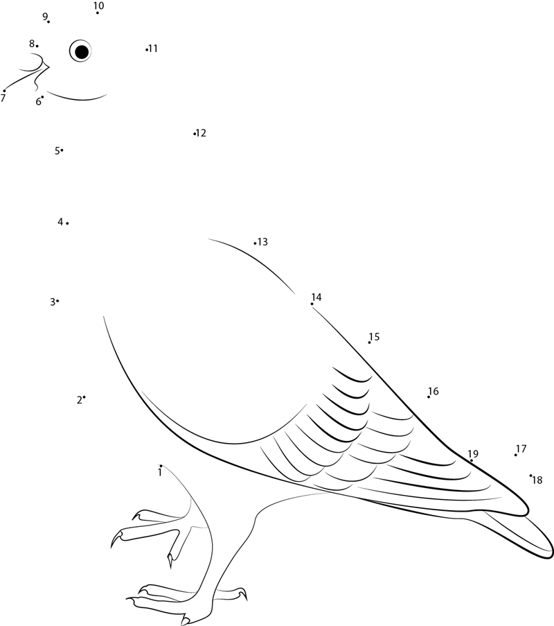 Arabian Trumpeter Pigeon printable dot to dot worksheet