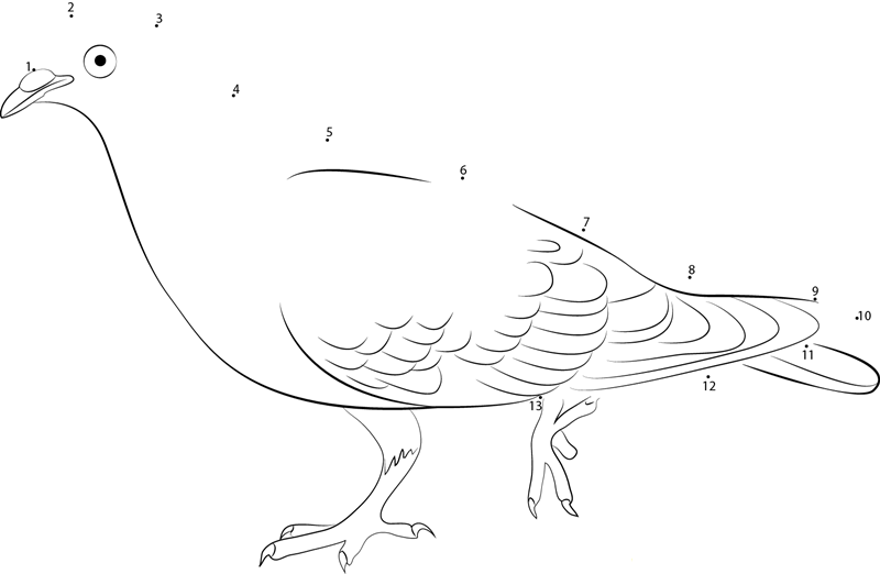 Beautiful Pigeon dot to dot worksheets