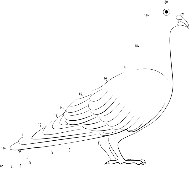 Blue Rock Pigeon printable dot to dot worksheet