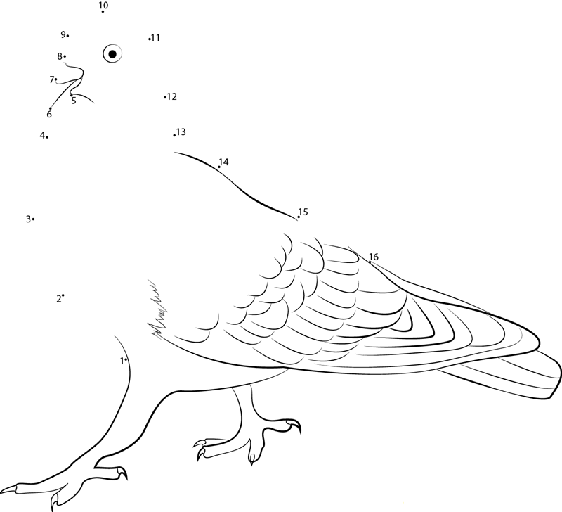 Feral Pigeon dot to dot worksheets