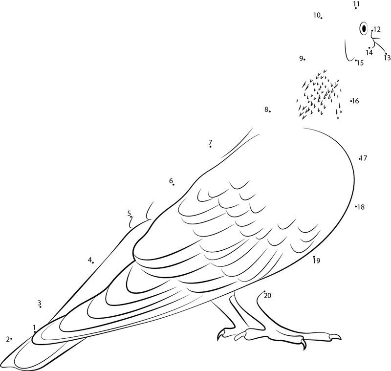 Indian Pigeon dot to dot worksheets