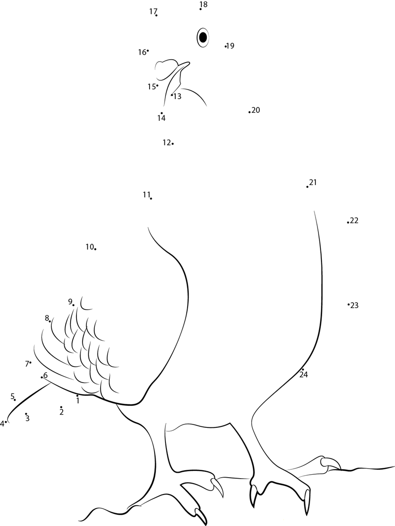 Nuremberg Lark Pigeon printable dot to dot worksheet