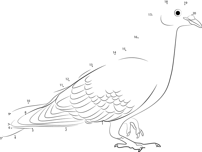 Pigeon Walking Towards Me printable dot to dot worksheet