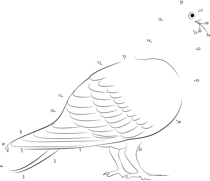 Red Coloration Pigeon dot to dot worksheets