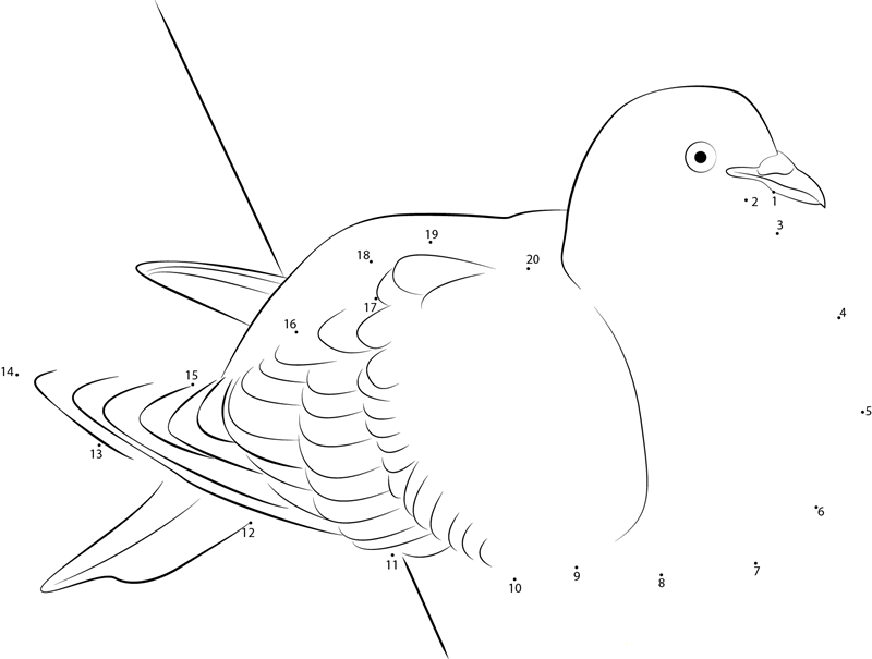 Resting Pigeon dot to dot worksheets