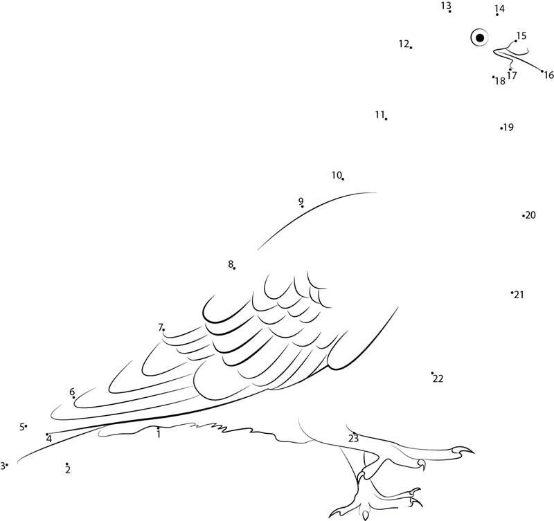 Rock Pigeon printable dot to dot worksheet