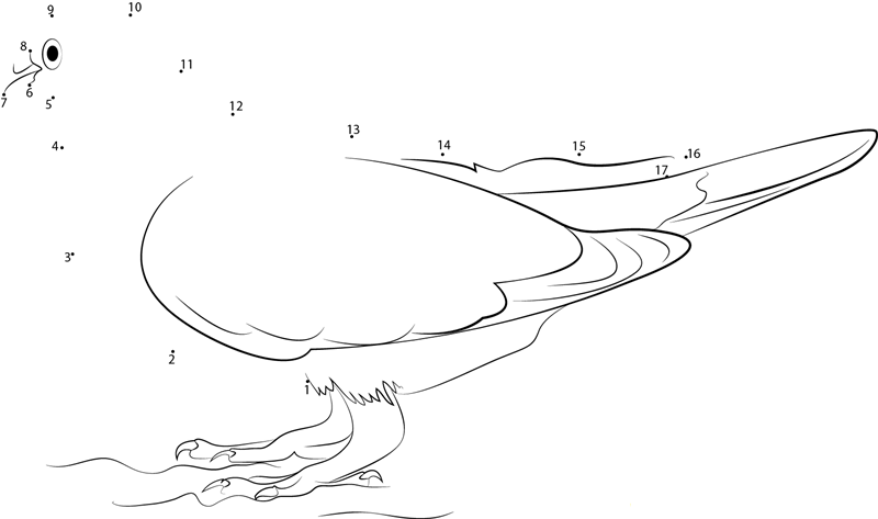 White And Grey Pigeon dot to dot worksheets