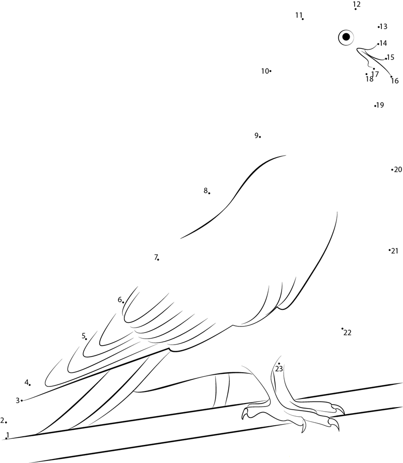 White Indian Pigeon dot to dot worksheets