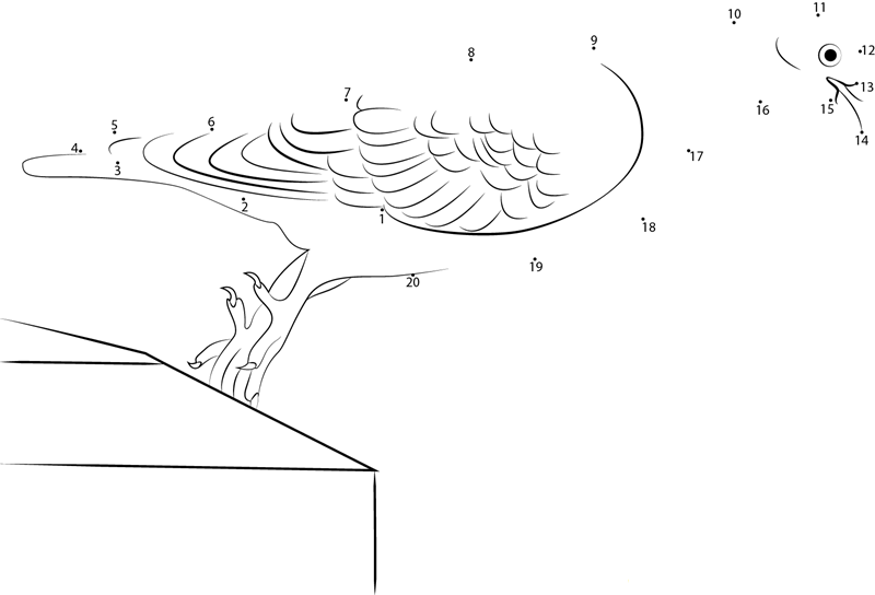 Wild Pigeon printable dot to dot worksheet