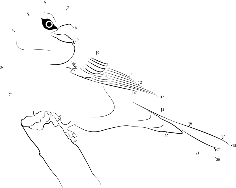 A Big Pine Grosbeak Bird dot to dot worksheets