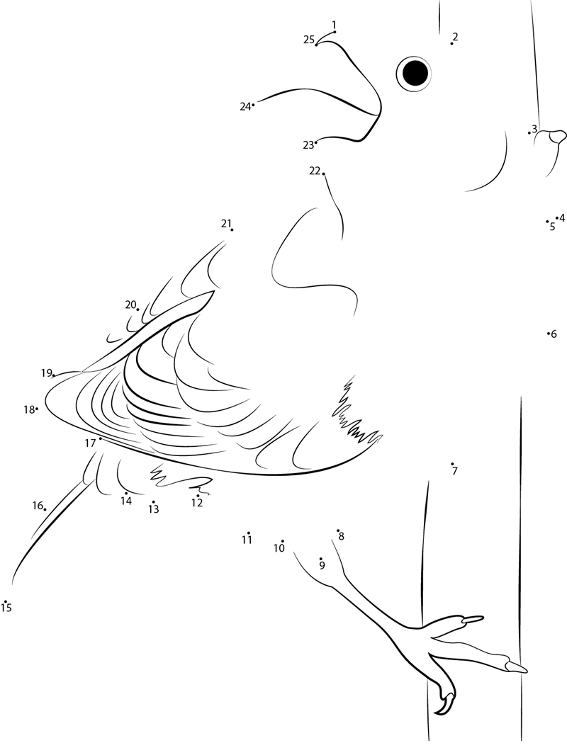 Common Pine Grosbeak dot to dot worksheets