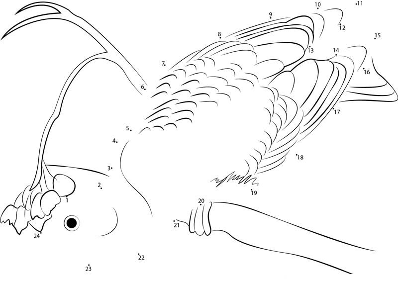 Male Pine Grosbeak Feeding On Berries dot to dot worksheets