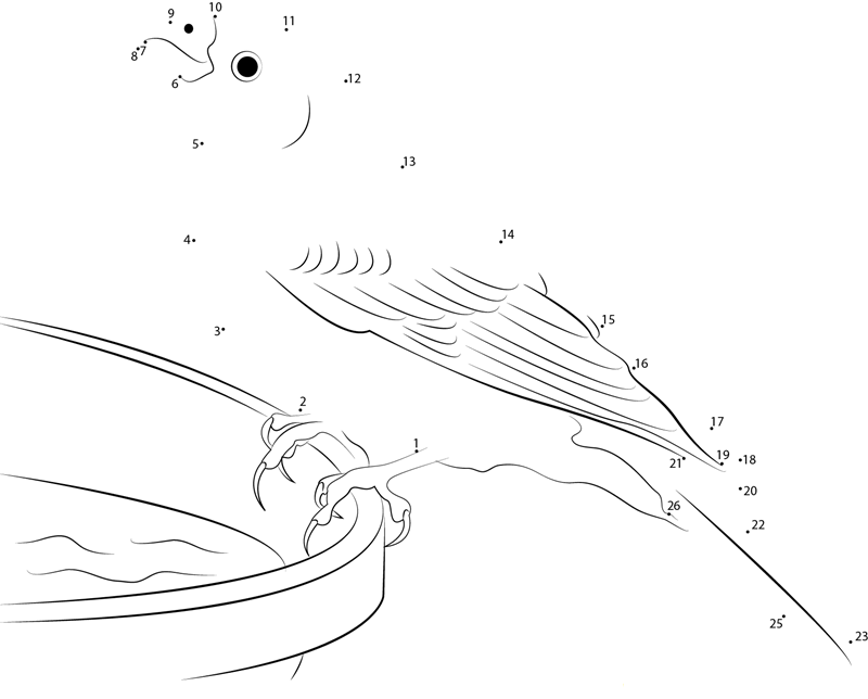 Pine Grosbeak Drink A Water dot to dot worksheets