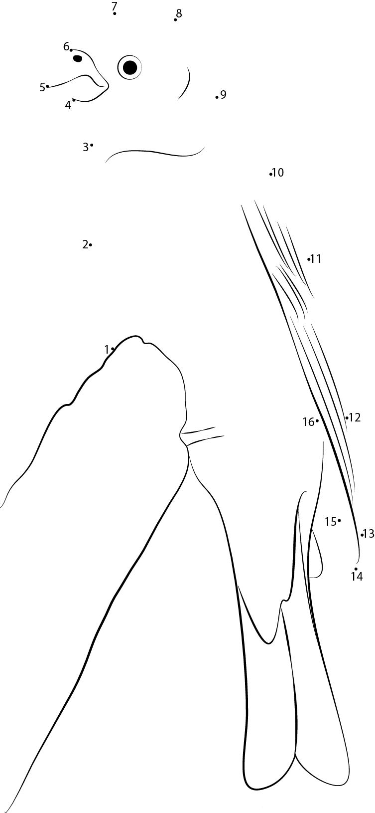 Pine Grosbeak In Tree dot to dot worksheets