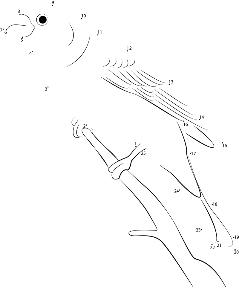 Pinicola Enucleator dot to dot worksheets