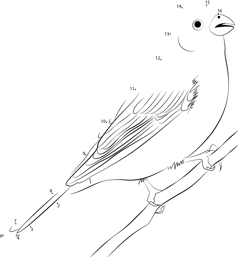 Winter Finches printable dot to dot worksheet