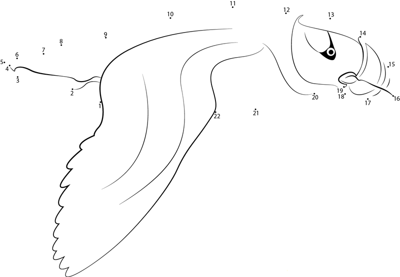 Horned Puffin In Flight printable dot to dot worksheet