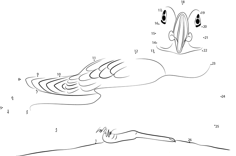 Setting Puffin Bird dot to dot worksheets