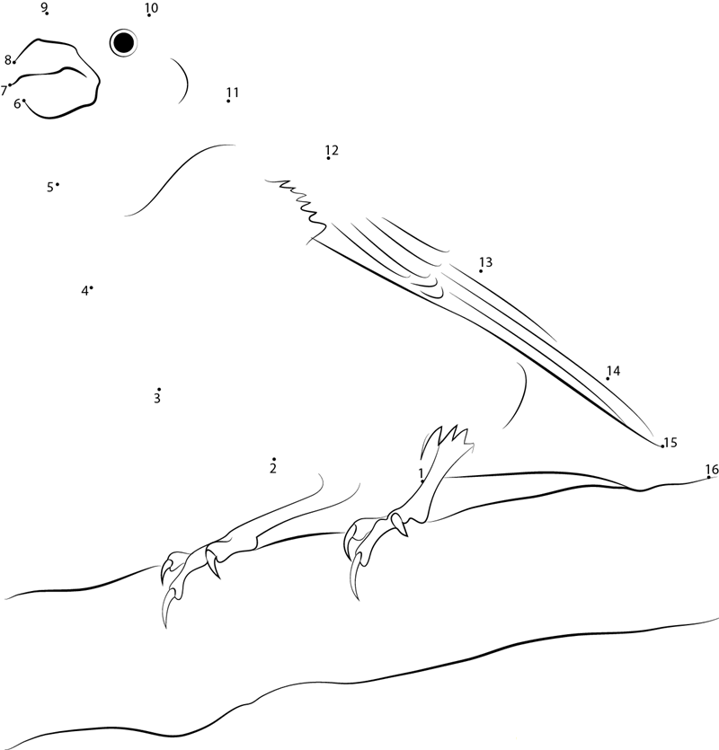 Purple Finch Carpodacus Purpureus dot to dot worksheets