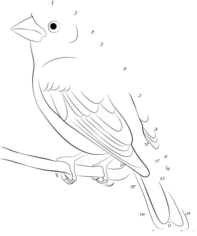 Purple Finch Seeting On Tree Branch dot to dot worksheets