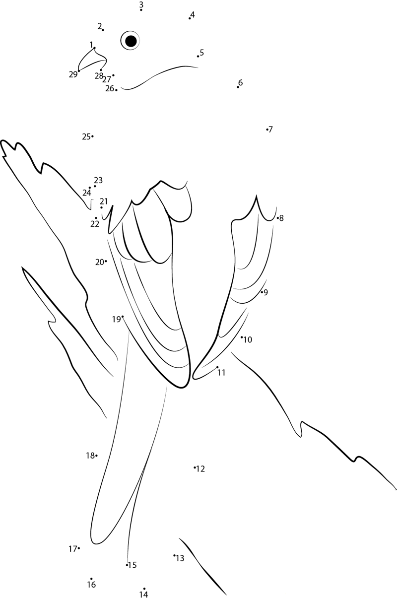 Adult Quetzal dot to dot worksheets