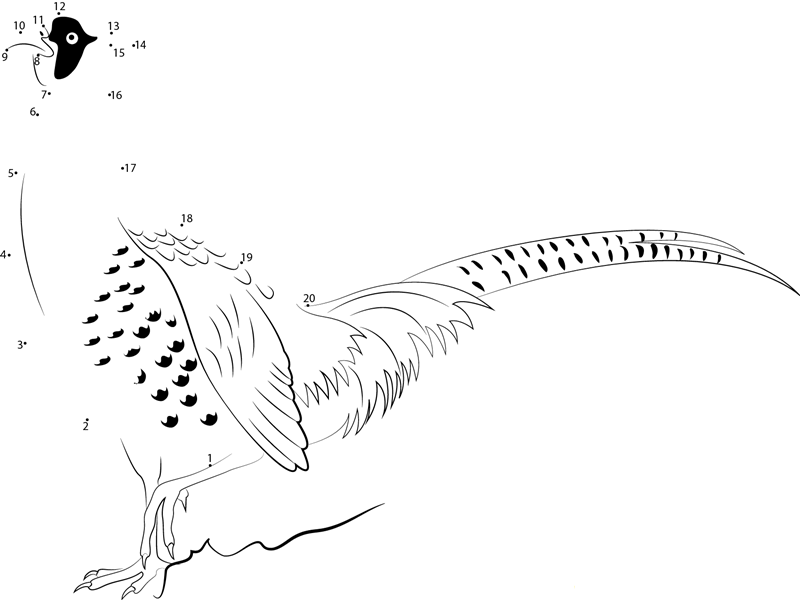 Adult Male Hybrid With Green Pheasant dot to dot worksheets