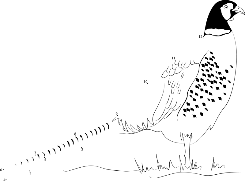 Beautiful Ringnecked Pheasant printable dot to dot worksheet