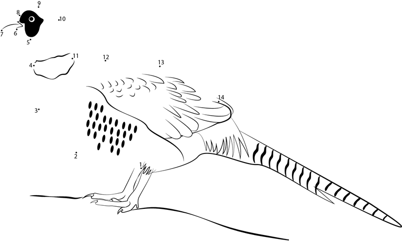 Chinese Ringnecked Pheasant printable dot to dot worksheet