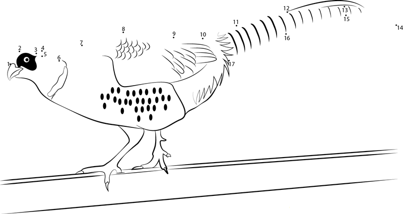 Cute Ringnecked Pheasant Bird printable dot to dot worksheet