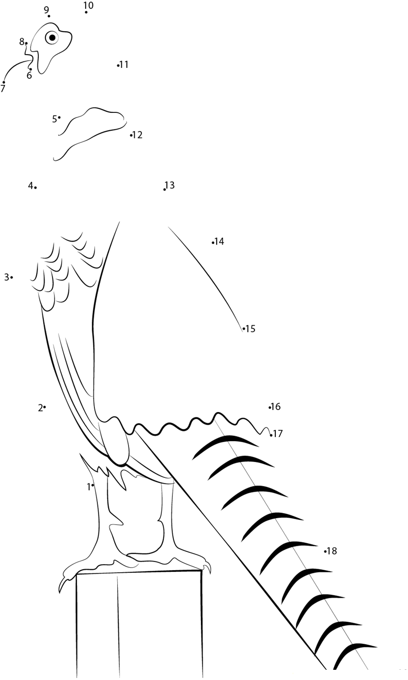 Phasianus Colchicus printable dot to dot worksheet