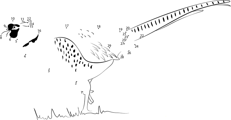 Ringnecked Pheasant dot to dot worksheets